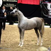 6th Annual Arabian Breeders World Cup - Finals Day