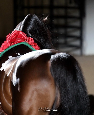 6th Annual Arabian Breeders World Cup - Finals Day