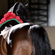 6th Annual Arabian Breeders World Cup - Finals Day