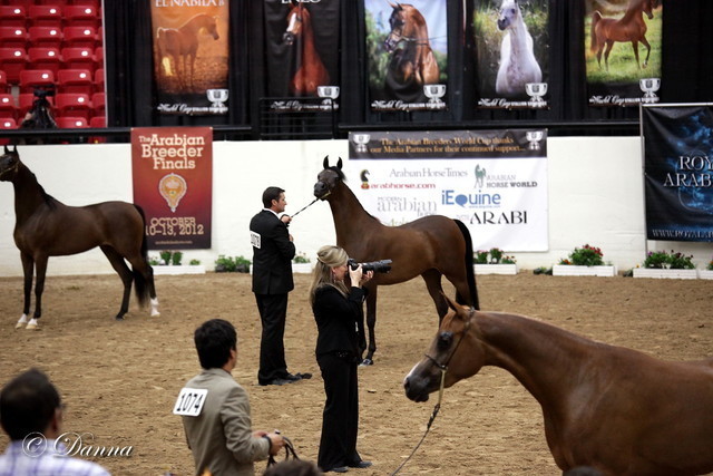 6th Annual Arabian Breeders World Cup - Finals Day