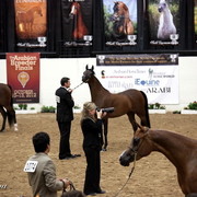 6th Annual Arabian Breeders World Cup - Finals Day