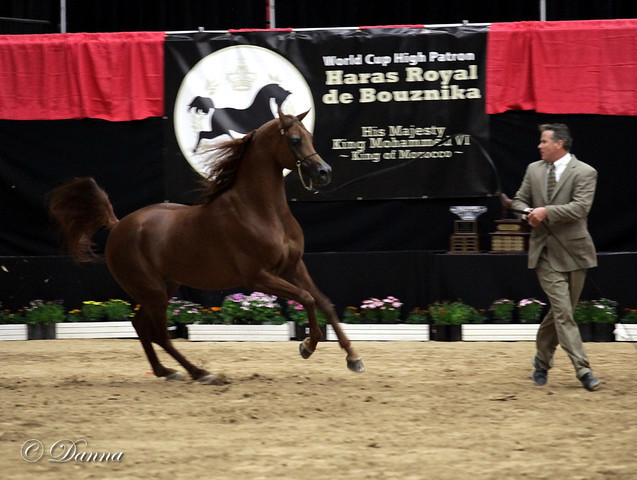 6th Annual Arabian Breeders World Cup - Finals Day