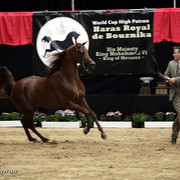 6th Annual Arabian Breeders World Cup - Finals Day