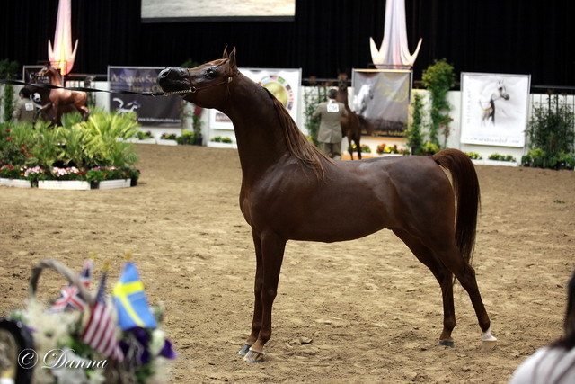 6th Annual Arabian Breeders World Cup - Finals Day