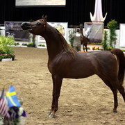 6th Annual Arabian Breeders World Cup - Finals Day