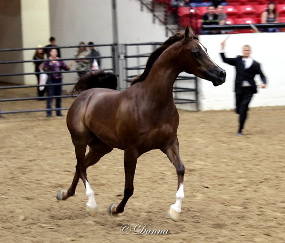6th Annual Arabian Breeders World Cup - Finals Day
