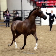 6th Annual Arabian Breeders World Cup - Finals Day