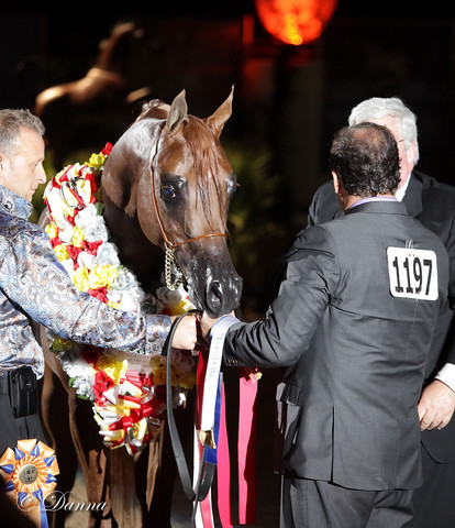 6th Annual Arabian Breeders World Cup - Finals Day