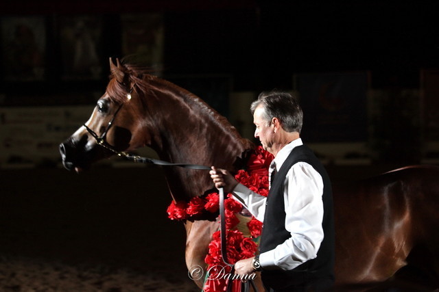 6th Annual Arabian Breeders World Cup - Finals Day