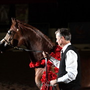 6th Annual Arabian Breeders World Cup - Finals Day
