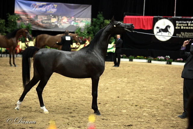 6th Annual Arabian Breeders World Cup - Finals Day