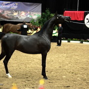 6th Annual Arabian Breeders World Cup - Finals Day