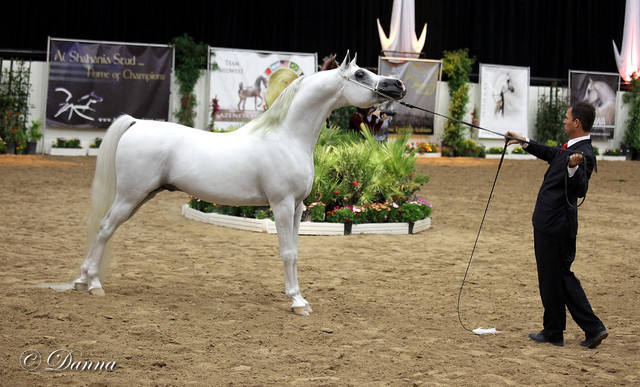 6th Annual Arabian Breeders World Cup - Finals Day