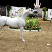 6th Annual Arabian Breeders World Cup - Finals Day