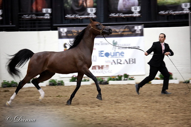 6th Annual Arabian Breeders World Cup - Finals Day