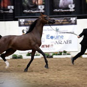 6th Annual Arabian Breeders World Cup - Finals Day