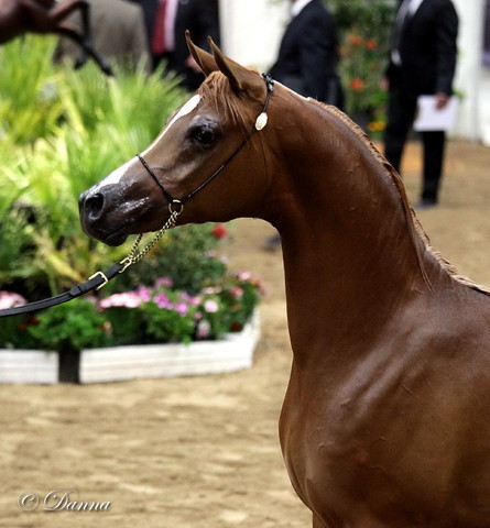 6th Annual Arabian Breeders World Cup - Finals Day
