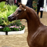 6th Annual Arabian Breeders World Cup - Finals Day