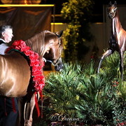6th Annual Arabian Breeders World Cup - Finals Day