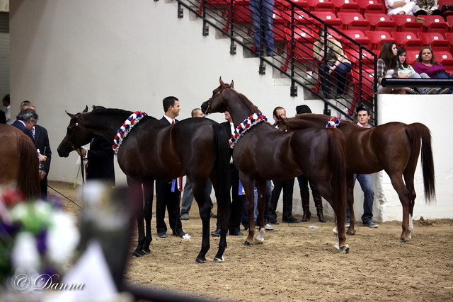 6th Annual Arabian Breeders World Cup - Finals Day