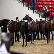 6th Annual Arabian Breeders World Cup - Finals Day