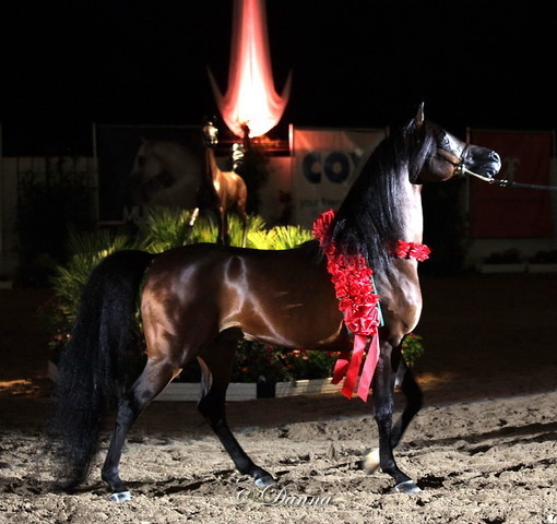 6th Annual Arabian Breeders World Cup - Finals Day