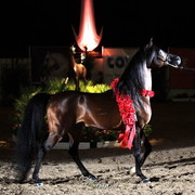 6th Annual Arabian Breeders World Cup - Finals Day