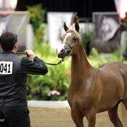 6th Annual Arabian Breeders World Cup - Finals Day