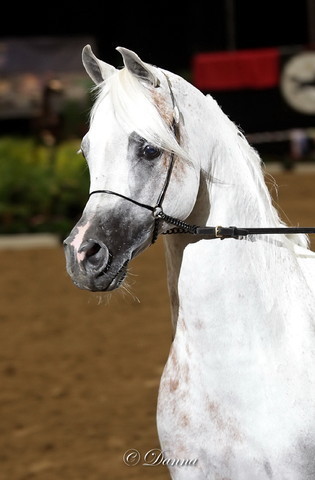 6th Annual Arabian Breeders World Cup - Finals Day