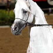 6th Annual Arabian Breeders World Cup - Finals Day