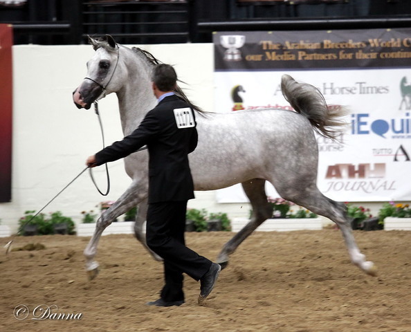6th Annual Arabian Breeders World Cup - Finals Day