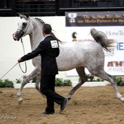 6th Annual Arabian Breeders World Cup - Finals Day