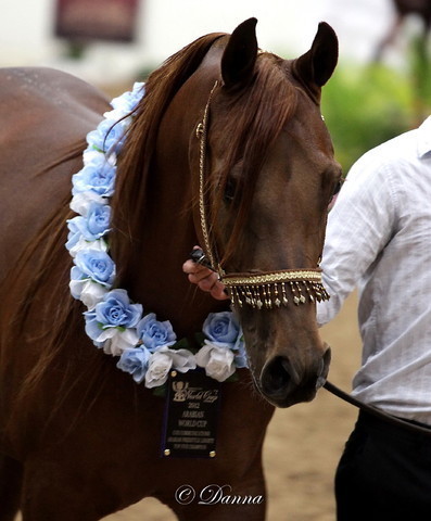 6th Annual Arabian Breeders World Cup - Finals Day