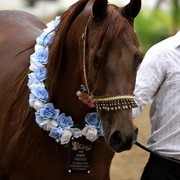 6th Annual Arabian Breeders World Cup - Finals Day