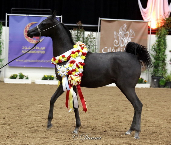 6th Annual Arabian Breeders World Cup - Finals Day