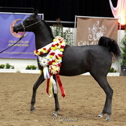 6th Annual Arabian Breeders World Cup - Finals Day