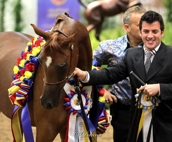 6th Annual Arabian Breeders World Cup - Finals Day