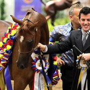 6th Annual Arabian Breeders World Cup - Finals Day