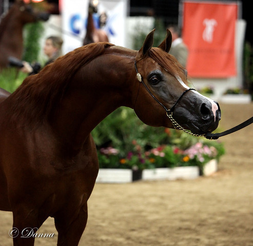 6th Annual Arabian Breeders World Cup - Finals Day