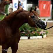 6th Annual Arabian Breeders World Cup - Finals Day