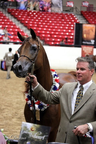 6th Annual Arabian Breeders World Cup - Finals Day