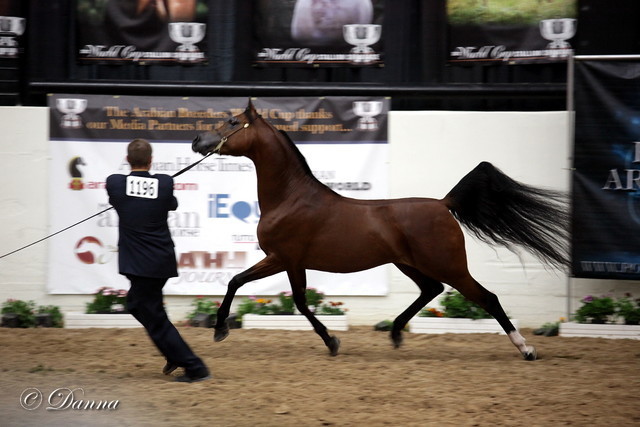 6th Annual Arabian Breeders World Cup - Finals Day