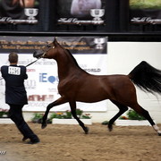 6th Annual Arabian Breeders World Cup - Finals Day