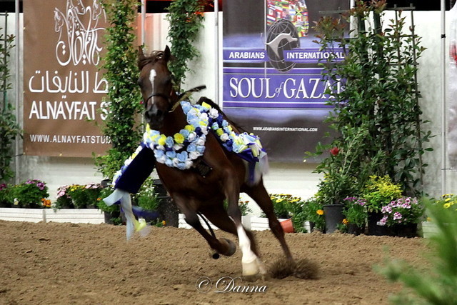 6th Annual Arabian Breeders World Cup - Finals Day