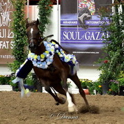 6th Annual Arabian Breeders World Cup - Finals Day