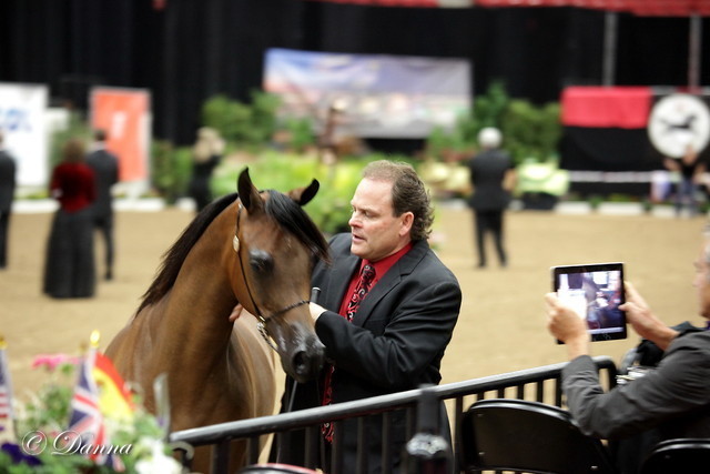 6th Annual Arabian Breeders World Cup - Finals Day