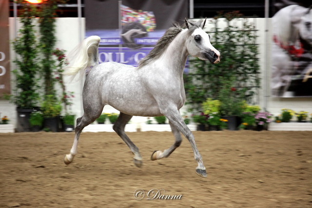 6th Annual Arabian Breeders World Cup - Finals Day