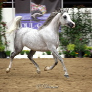 6th Annual Arabian Breeders World Cup - Finals Day