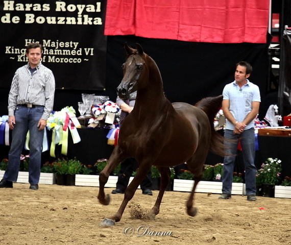 6th Annual Arabian Breeders World Cup - Finals Day