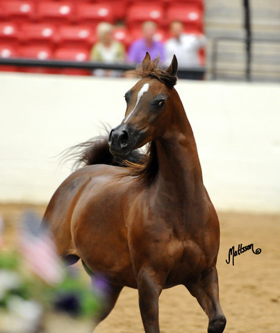 2012 Arabian Breeders World Cup
